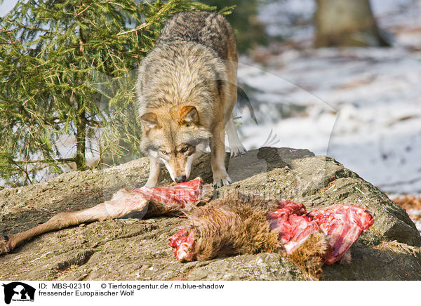 fressender Europischer Wolf / MBS-02310