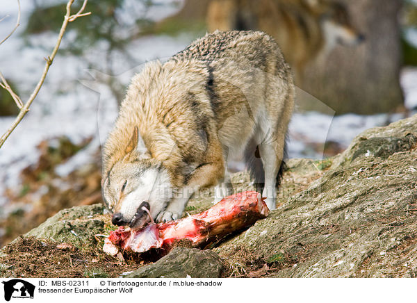 fressender Europischer Wolf / MBS-02311