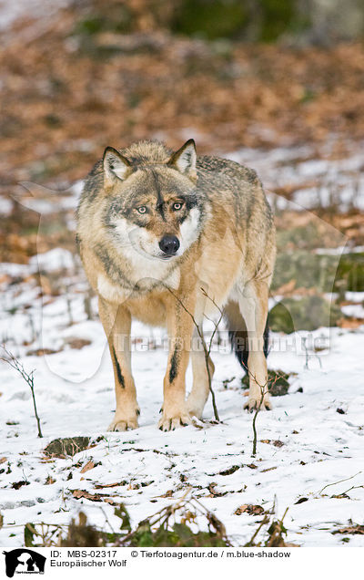 Europischer Wolf / MBS-02317
