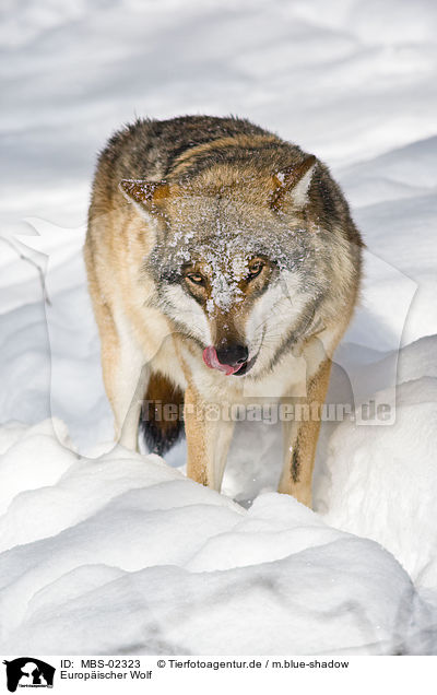 Europischer Wolf / MBS-02323