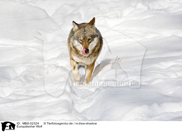 Europischer Wolf / MBS-02324