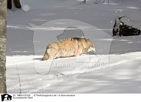 Europischer Wolf / MBS-02329