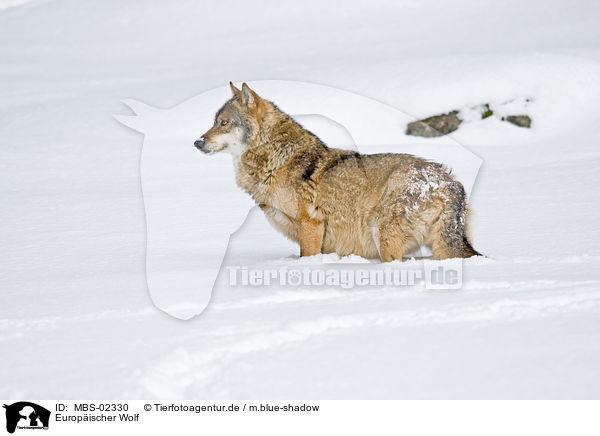 Europischer Wolf / MBS-02330