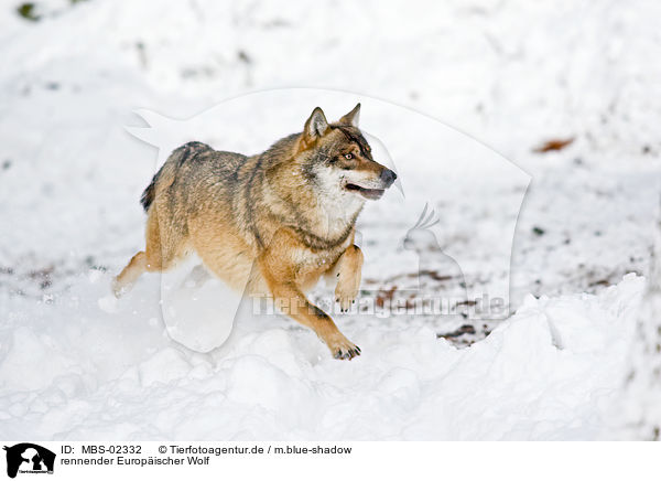 rennender Europischer Wolf / MBS-02332