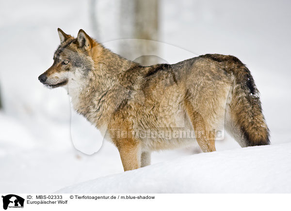 Europischer Wolf / MBS-02333