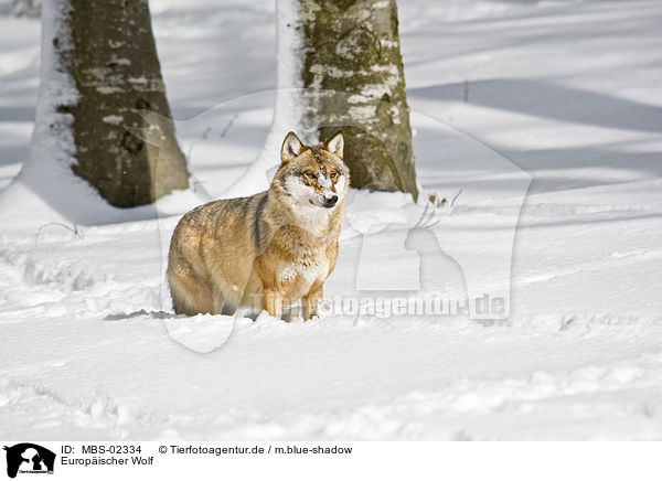 Europischer Wolf / MBS-02334