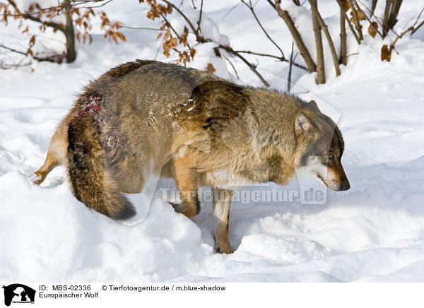 Europischer Wolf / greywolf / MBS-02336