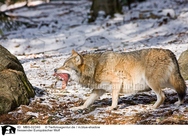 fressender Europischer Wolf / MBS-02340