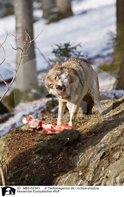 fressender Europischer Wolf / eating greywolf / MBS-02343