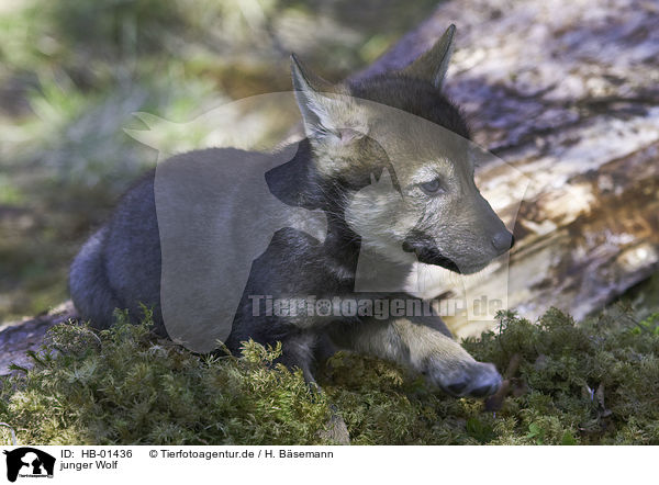 junger Wolf / HB-01436