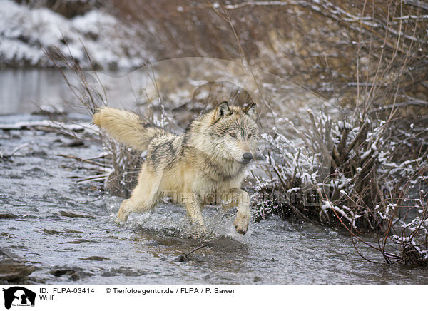 Wolf / FLPA-03414