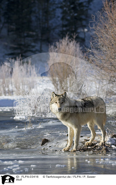 Wolf / FLPA-03416