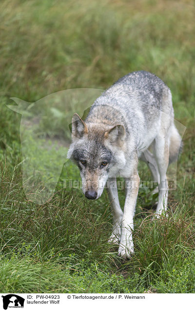 laufender Wolf / PW-04923