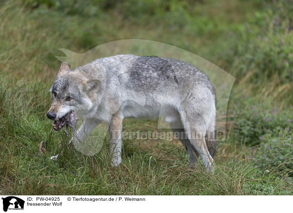 fressender Wolf / PW-04925