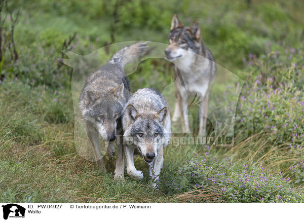 Wlfe / PW-04927