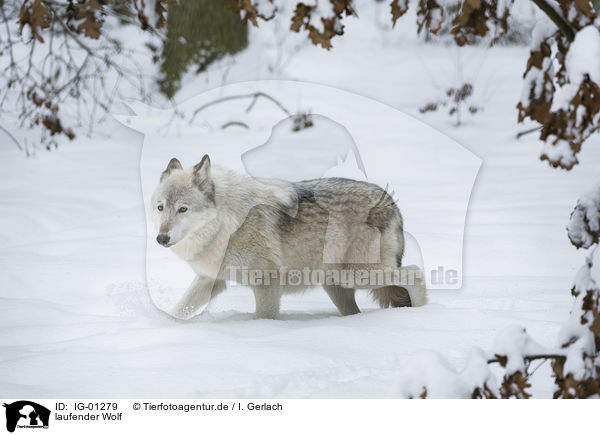 laufender Wolf / IG-01279