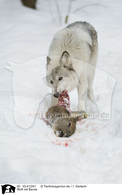 Wolf mit Beute / IG-01281