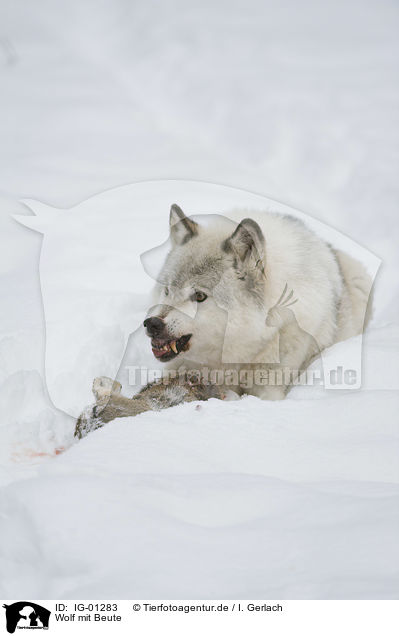 Wolf mit Beute / wolf with prey / IG-01283