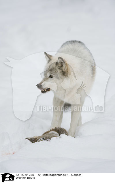 Wolf mit Beute / wolf with prey / IG-01285