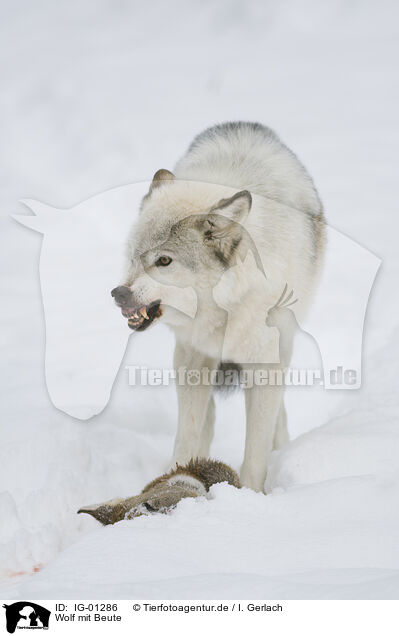 Wolf mit Beute / wolf with prey / IG-01286