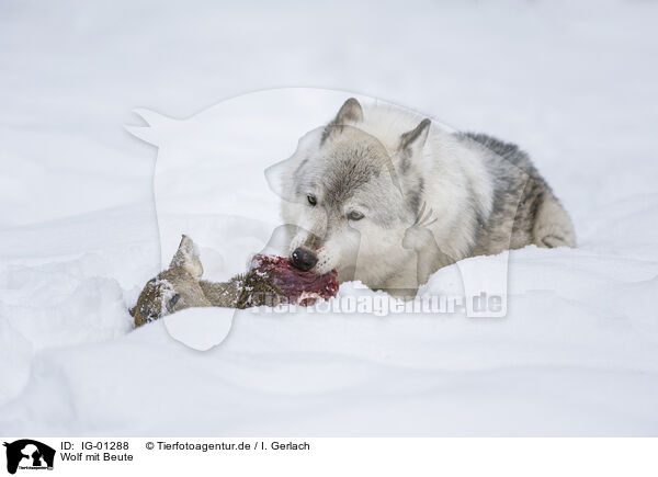 Wolf mit Beute / IG-01288