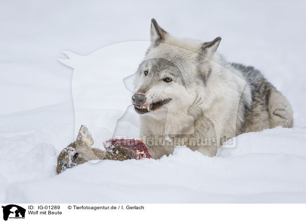 Wolf mit Beute / IG-01289
