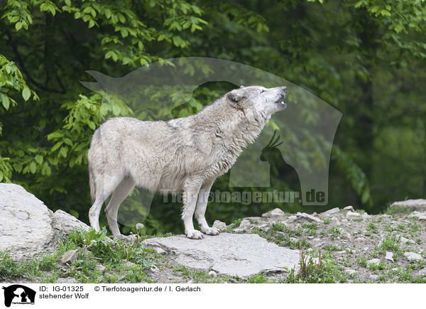 stehender Wolf / standing Wolf / IG-01325