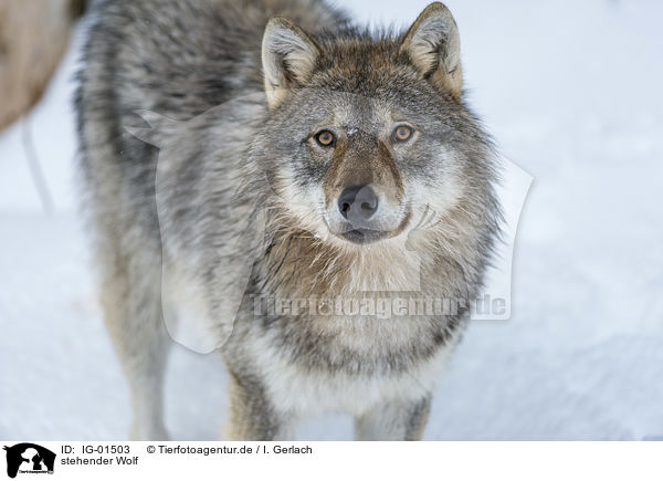 stehender Wolf / IG-01503