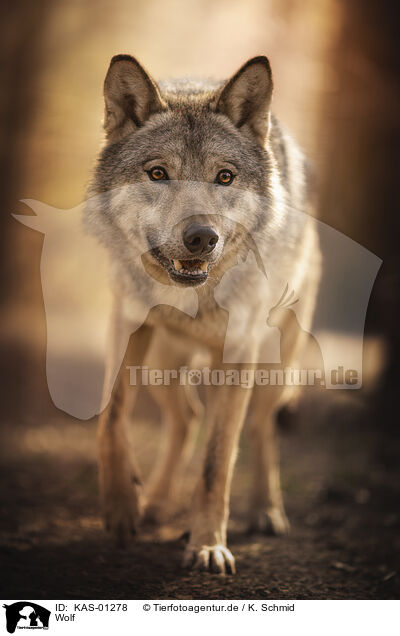 Wolf / wolf / KAS-01278