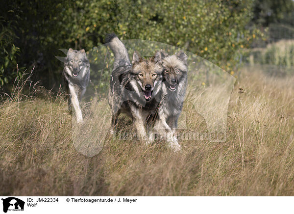 Wolf / JM-22334