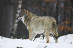 Wolf im Schnee