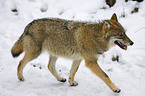 Wolf im Schnee