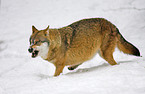 Wolf im Schnee