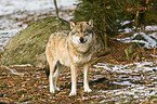 Europischer Wolf