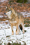 Europischer Wolf