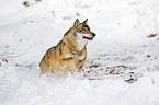 rennender Europischer Wolf