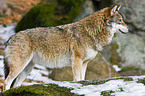 Europischer Wolf