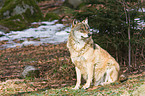 Europischer Wolf