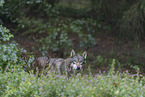 stehender Wolf