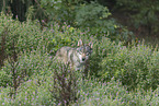 stehender Wolf
