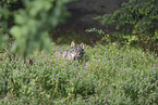 stehender Wolf