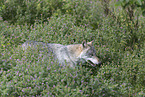 laufender Wolf