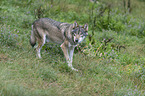 laufender Wolf