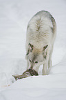 Wolf mit Beute