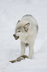 Wolf mit Beute