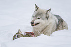 Wolf mit Beute