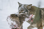Wolf mit Beute