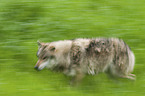 rennender Wolf