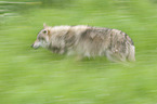 rennender Wolf
