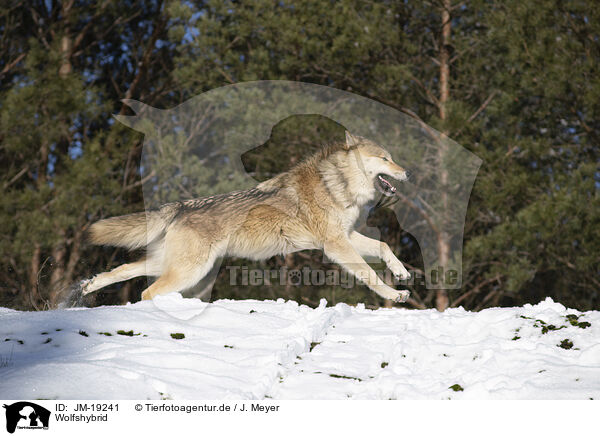 Wolfshybrid / JM-19241